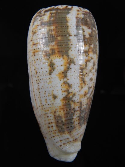 Pionoconus magus fulvobullatus 84.36 mm Gem-74399