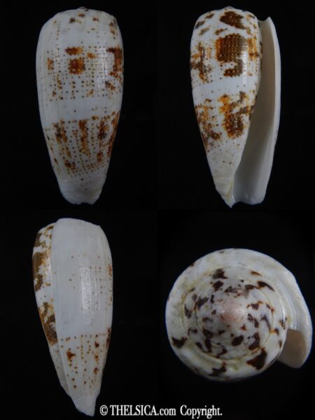 Pionoconus magus fulvobullatus 85.01 mm Gem-0
