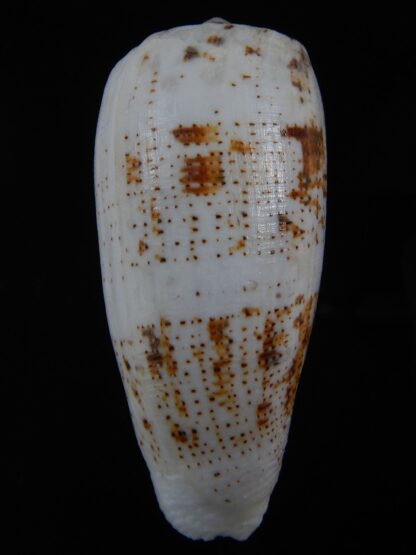 Pionoconus magus fulvobullatus 85.01 mm Gem-74408