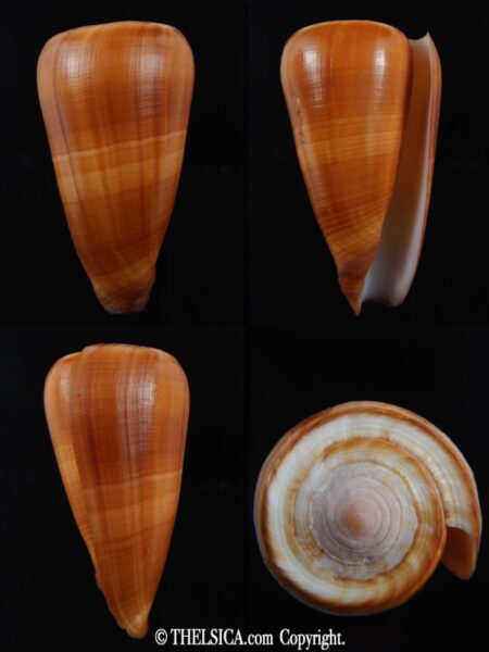 Pionoconus quasimagus 65.40 mm Gem-0