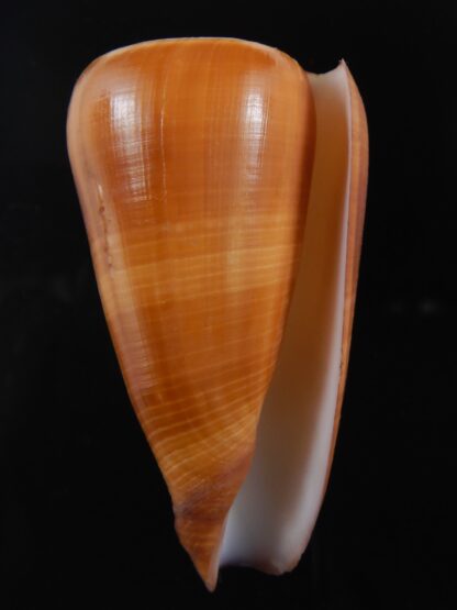 Pionoconus quasimagus 65.40 mm Gem-74424