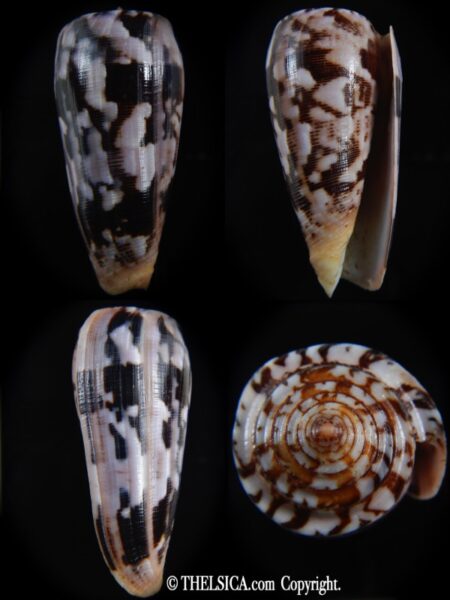 Pionoconus striatus roseoccidentalis 72.12 mm Gem-0