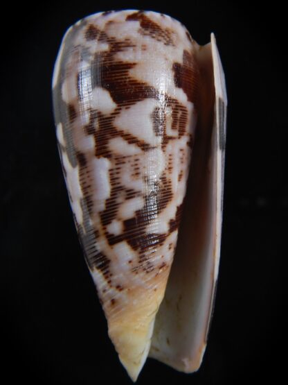 Pionoconus striatus roseoccidentalis 72.12 mm Gem-74428