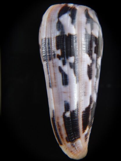 Pionoconus striatus roseoccidentalis 72.12 mm Gem-74429