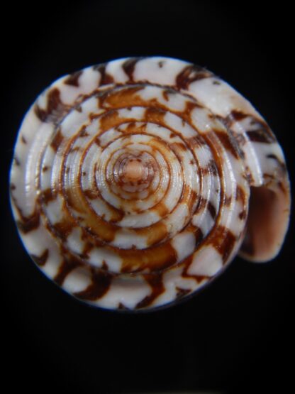 Pionoconus striatus roseoccidentalis 72.12 mm Gem-74430