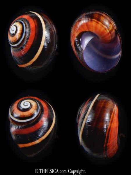 Polymita picta picta 21.02 mm Gem-0
