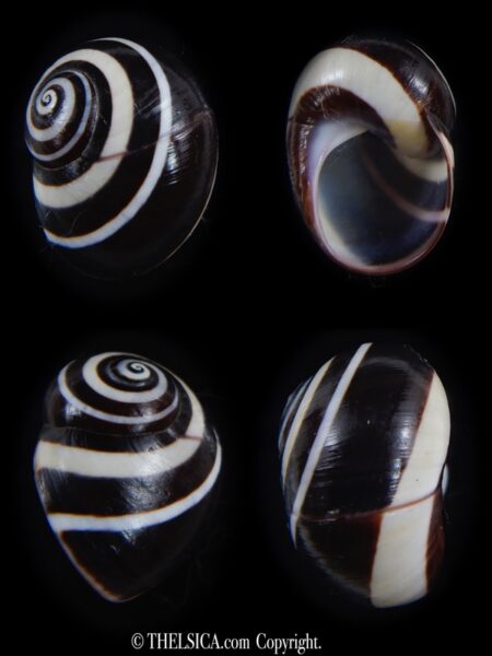 Polymita picta picta 24.30 mm Gem-0