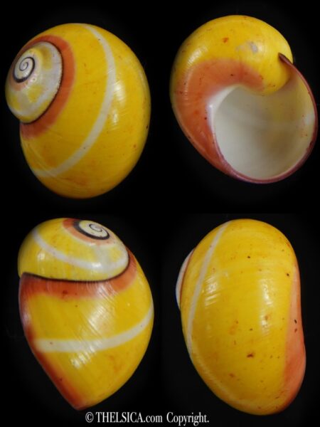 Polymita picta picta 25.50 mm Gem-0