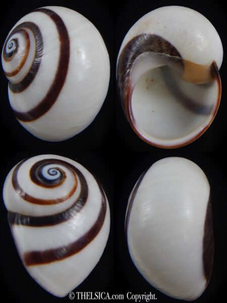 Polymita picta picta 25.91 mm Gem-0
