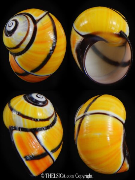 Polymita picta picta 26.15 mm Gem-0