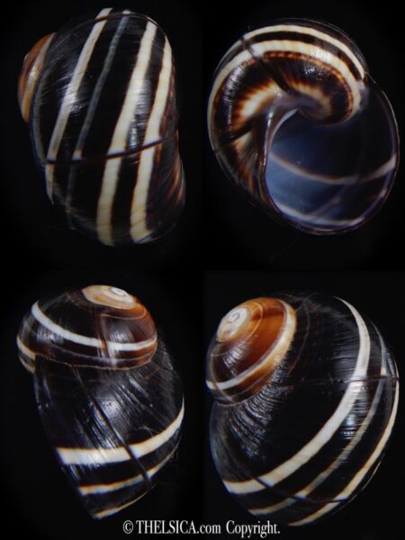 Polymita picta picta 26.32 mm Gem-0