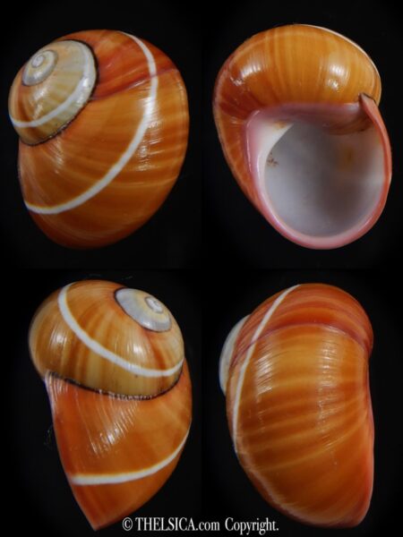 Polymita picta picta 26.40 mm Gem-0