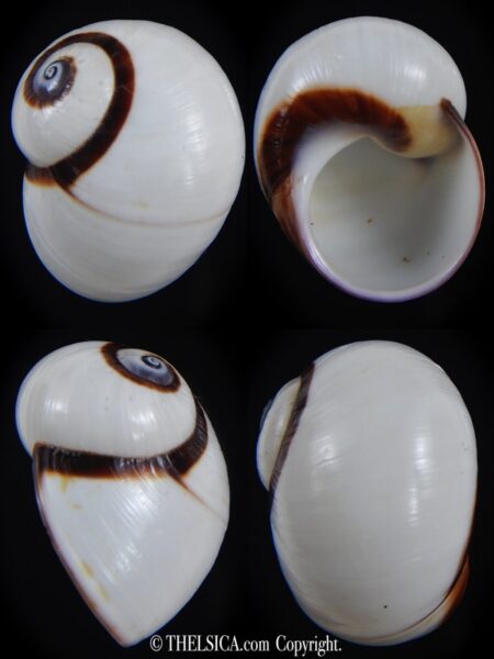 Polymita picta picta 27.02 mm Gem-0