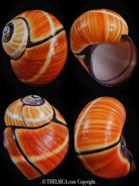 Polymita picta picta 27.03 mm Gem-0