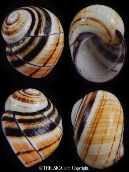 Polymita picta picta 30.20 mm Gem-0