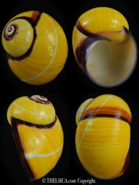 Polymita picta picta 32.21 mm Gem-0