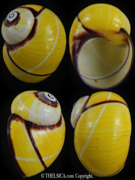 Polymita picta picta 32.74 mm Gem-0