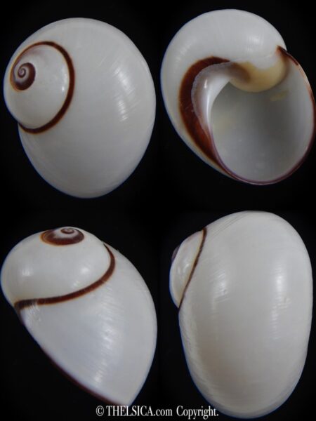 Polymita picta picta 32.90 mm Gem-0