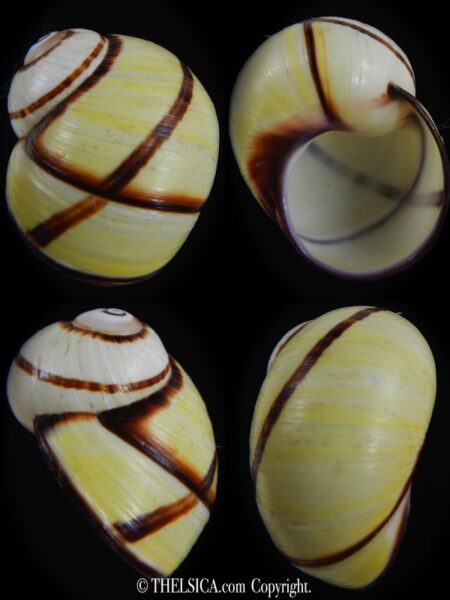 Polymita picta picta 34.30 mm Gem-0