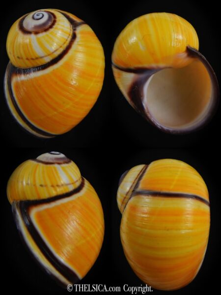 Polymita picta picta 34.41 mm Gem-0