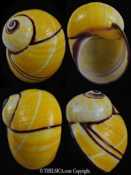 Polymita picta picta 35.60 mm Gem-0