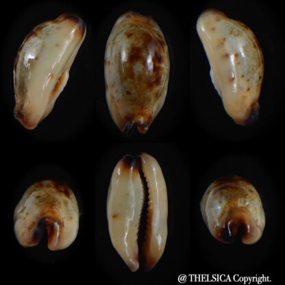 Purpuradusta gracilis macula N&R 17.57 mm Gem (-)-0