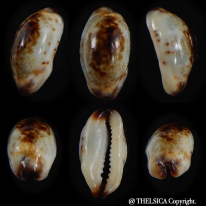 Purpuradusta gracilis macula N&R 19.58 mm Gem-0