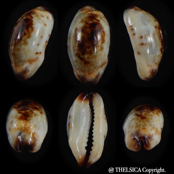 Purpuradusta gracilis macula N&R 19.58 mm Gem-0