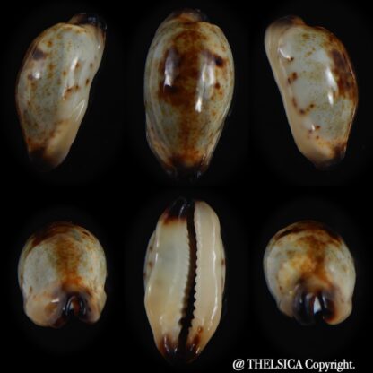 Purpuradusta gracilis macula N&R 19.78 mm Gem-0
