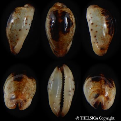 Purpuradusta gracilis macula N&R 21.82 mm Gem-0