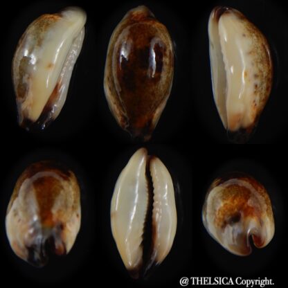 Purpuradusta gracilis macula N&R 23.91 mm Gem-0