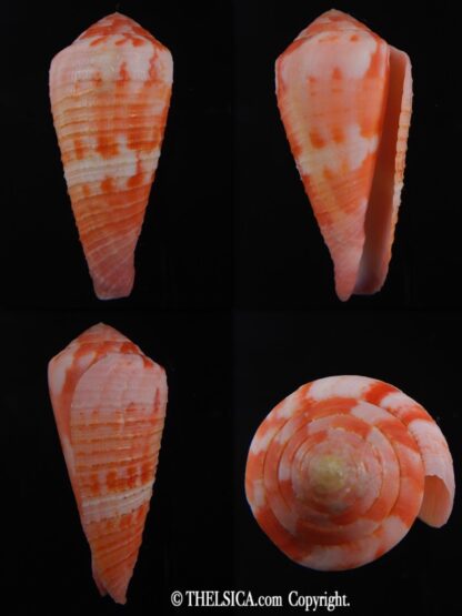Rhizoconus pertusus amabilis " GIANT" 55.34 mm Gem-0