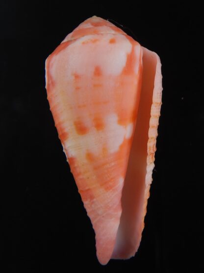 Rhizoconus pertusus amabilis " GIANT" 55.34 mm Gem-74440