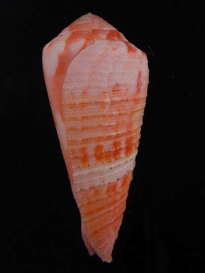 Rhizoconus pertusus amabilis " GIANT" 55.34 mm Gem-74439