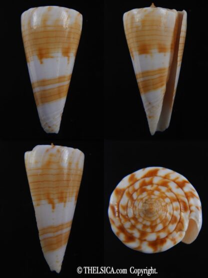 Splinoconus recluzianus urashimanus 43.15 mm Gem -0