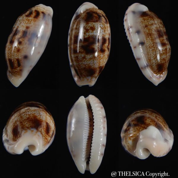 Talostolida teres teres ..31.18 mm Gem-0