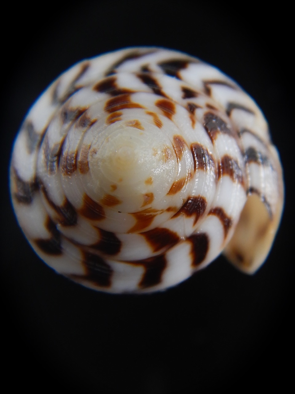 Vituliconus striatelus lictor Granulated 41.10 mm Gem -74453