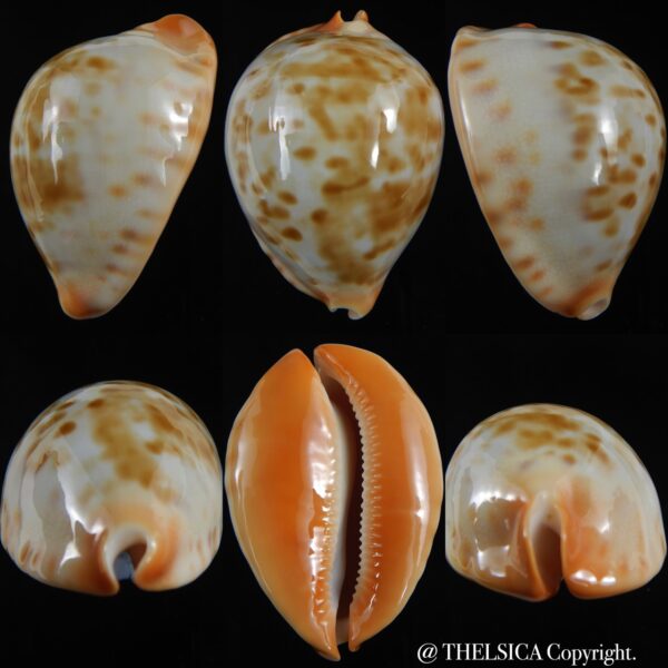 Zoila aurata aureabasis 56.83 mm Gem-0