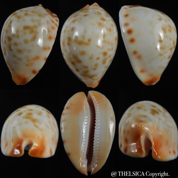 Zoila jeaniana aurata ... DWARF ... 55.10 mm Gem -0