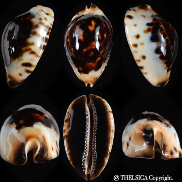 Zoila jeaniana praeclara 73.98 mm Gem -0