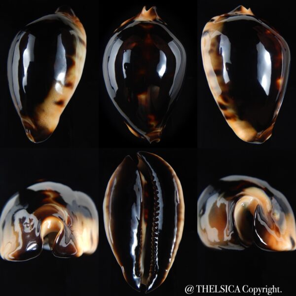 Zoila jeaniana praeclara 75.47 mm ..90% black..Gem (-)-0