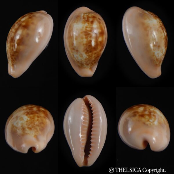 Zonaria petitiana 25.08 mm Gem-0