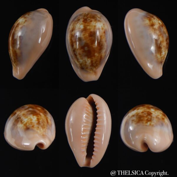 Zonaria petitiana 25.69 mm Gem-0