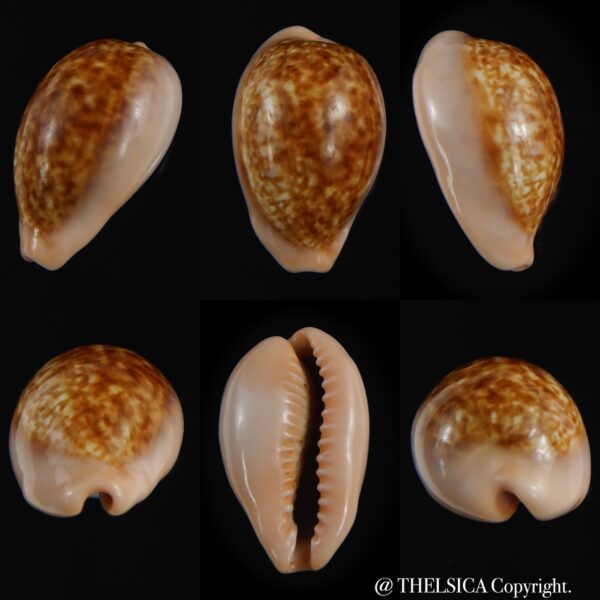Zonaria petitiana 26.15 mm Gem-0