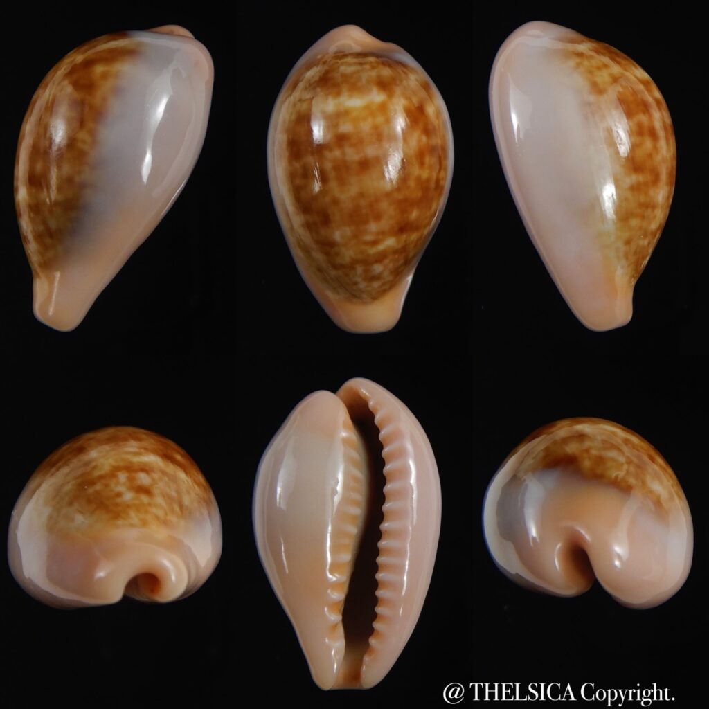 Zonaria petitiana 29.60 mm Gem Thelsica