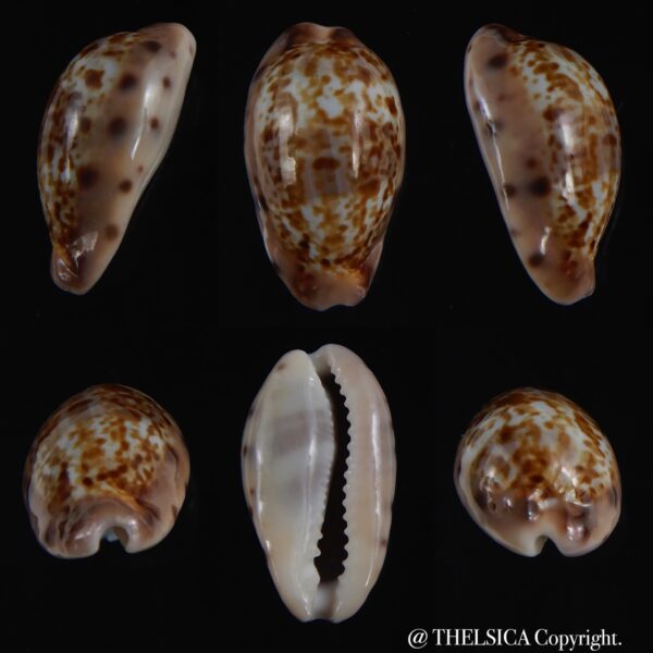 Zonaria picta 21.86 mm Gem-0