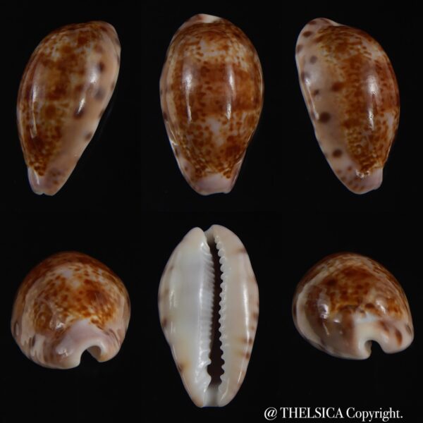 Zonaria picta 27.62 mm Gem-0