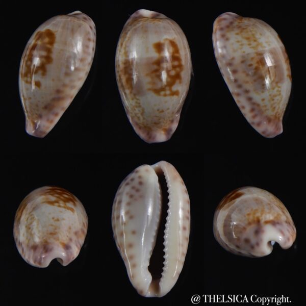 Zonaria sanguinolenta 21.71 mm Gem-0