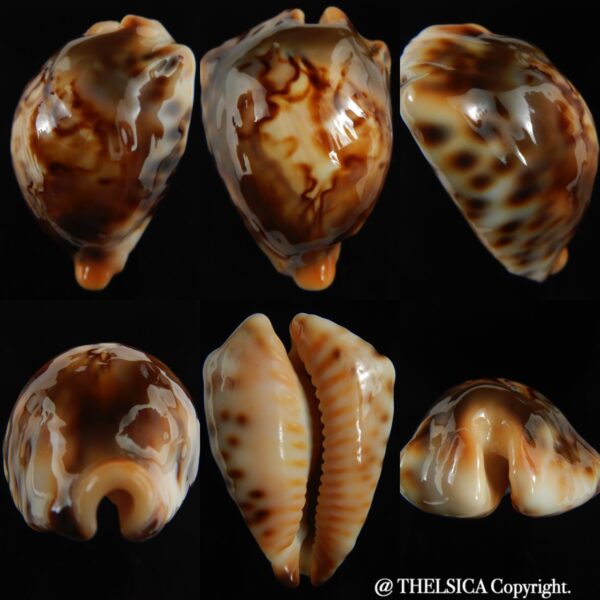Barycypraea fultoni amorimi 64.50 mm Gem -0