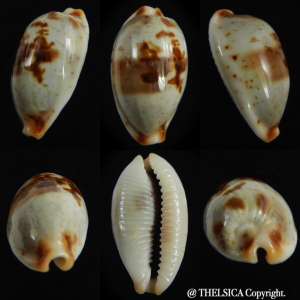 Bistolida erythraeensis ..Big size... 24.72 mm F+++/Gem-0